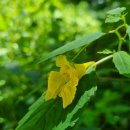26,8,6.가평 천룡산 조무락길~명지산계곡^^진행:미추님 이미지