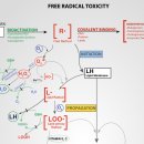 Free radicals, antioxidants and functional foods: Impact on human health 이미지