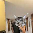 우림목장 | [하와이] 오아후섬 가볼만한곳 관광지 후기_1⛰️🌊💛(다이아몬드헤드 트레킹, 쿠알로아랜치 UTV투어)+HOLO...