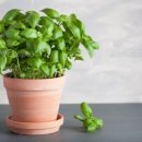 허브 식물과 향기의 이용 이미지