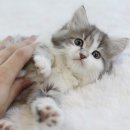 인천고양이분양 도레미캣 이미지