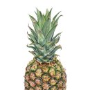 색연필 식물 세밀화 이미지