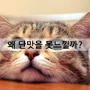 고양이무마취미용 무냥무냥 대구점 네이버블로그