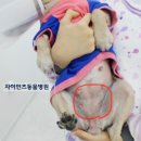 온천동물병원 이미지