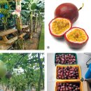 연상농장 이미지