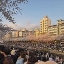 오세요 댕댕이 | 불광천 벚꽃축제 후기🌸 사람 많을까? 직접 다녀온 리얼 후기 (장윤정, 로이킴, 다이나믹듀오)