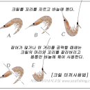 김문수의 벵에낚시 이미지