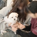 나만 애 동물병원 네이버블로그