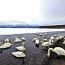 백조농장 이미지