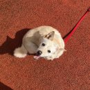 도그 스포지움 이미지