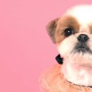 퀸펫살롱 이미지