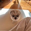 효진동물병원 | [일상] 2월초 자잘한 일상 모음집