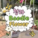 [ 인천 ] 청라 꽃집, 부들 Boodle Flower