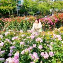 곡성-013 | 부천 백만송이장미원 장미축제 평일 풍경 사진꿀팁