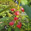 봉숭아손톱 이미지