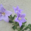 뚜레쥬르 부평중앙점 이미지