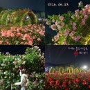 장미공예 | 2026년 울산대공원 장미축제 야간 방문 후기 울산 5월 가볼 만한 곳 추천