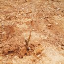 사내농장 이미지