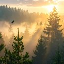 뻐꾸기와 인간 - 본능과 윤리 사이 이미지