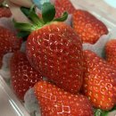 씨유효령로점 | [서초/강남과일] 엄선된 프리미엄 과일이 있는 총각네 서초그랑자이점 추천 후기 !