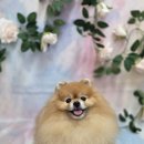 블랑드펫 이미지