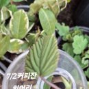 히어리와 병꽃 이미지