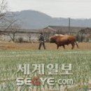 내시제 이미지