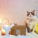 베베그루밍 | 고양이 코건강을 지켜요 코쑤시냥 후루캣 그루밍스틱 찐후기와 대박 공구소식 서이추환영