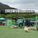 애견동반 밀양테마수영장 이미지