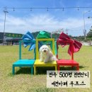 무프스 | [내돈내산]전주 500평 천연잔디 무프스 애견카페