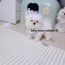 베리하우스 켄넬 이미지