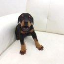 양평특수견 이미지