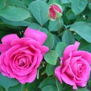 인터넷짱 이미지