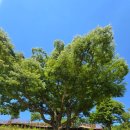 목계성황당 이미지