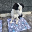 이브애견샵