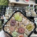 풀잎사랑 이미지