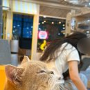 고양이카페 아이캣유 이미지