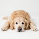 KABB 동물병원 이미지