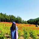 팔영산 치유의 숲 붉은 양귀비와 편백나무 향 가득한 고흥 산책