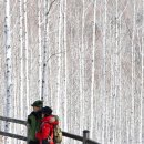 자작나무숲정상 이미지