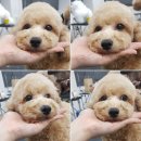 큐브애견미용학원 이미지