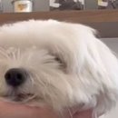 그루밍 모먼트 이미지