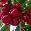 은혜농장 이미지