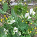 동상주유소 이미지