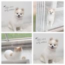 댕댕이미용실 이미지