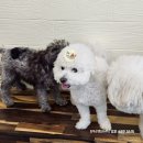 몽꾸르펫트하우스 이미지