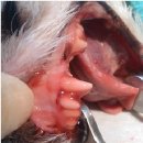 태전동물병원 이미지