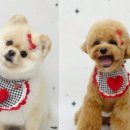 멍멍이 미용실 이미지