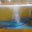 뚱보수산 이미지