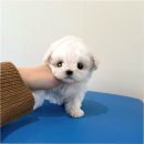 루비 애견샵 | 광진구강아지분양, 퍼피에몽에서의 행복한 경험